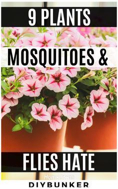 pink flowers in pots with text that reads 9 plants mosquitoes and flies hate diybunker