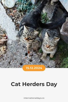 a group of cats standing next to each other on top of a cement ground with the caption cat herders day