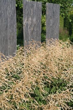 some tall grass next to two wooden posts