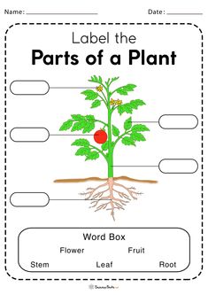 the parts of a plant worksheet for kids to learn how to make it