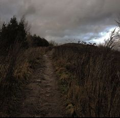 a dirt path in the middle of tall grass and trees on a cloudy day with an overcast sky