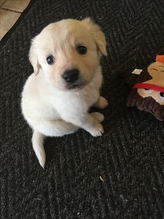 a small white dog sitting next to a stuffed animal on top of a carpeted floor