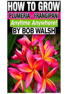 flowers with the title how to grow plumeria - frangani anytime anywhere by bob walsh