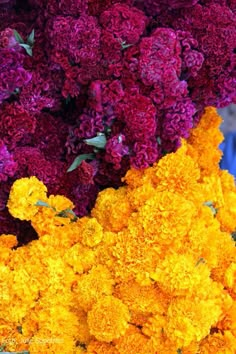 many different colored flowers on display for sale