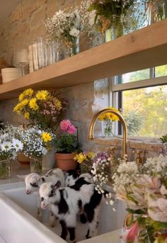 two black and white goats standing in a kitchen sink with flowers on the counter top