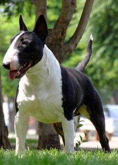 a black and white dog standing in the grass