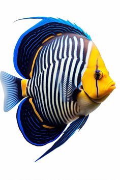 a blue and yellow fish with black stripes