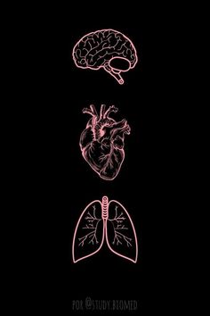 the human heart and lungs are shown in pink