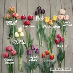 a bunch of tulips that are sitting on a wooden floor with the names of them