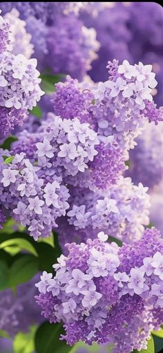 purple flowers with green leaves in the foreground