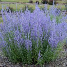 purple flowers growing in the middle of a dirt area with grass and trees behind it