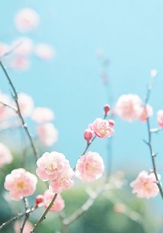 small pink flowers are blooming on a tree branch with blue sky in the background