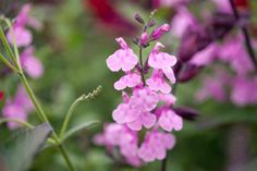 pink flowers are blooming in the garden