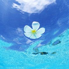 a white flower floating on top of blue water