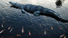 an alligator is floating in the water with many fish around it's back end