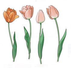 three orange tulips with green leaves on a white background stock photo and royalty