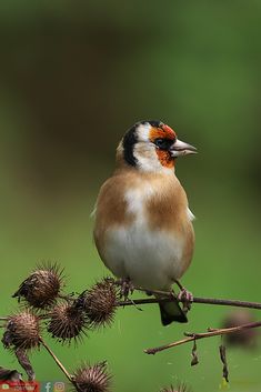 a small bird perched on top of a tree branch