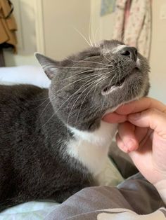 a gray and white cat being petted by someone