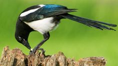 a black and white bird standing on top of a tree stump with its beak open