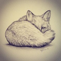 a pencil drawing of a fox curled up in the shape of a reclining position