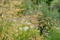 some very pretty plants in a big grassy field with purple and white flowers on the other side