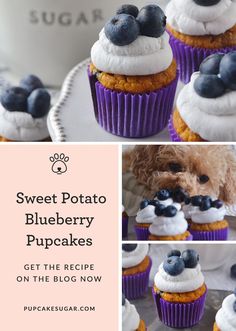 sweet potato blueberry cupcakes with white frosting and fresh blueberries on top