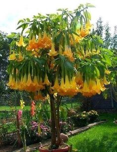 a large yellow flowered tree in a garden