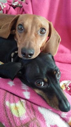 two dachshunds laying on top of each other on a pink blanket together