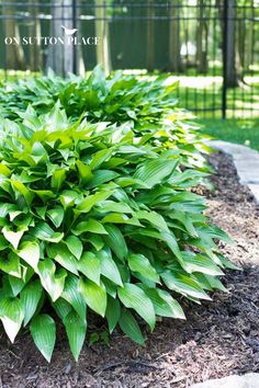 a green plant is in the middle of some mulch