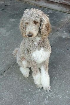 a dog that is sitting down on the ground with it's head turned to the side