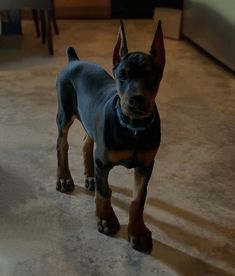 a black and brown dog standing on top of a floor