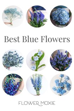 the best blue flowers are shown in this poster for flower moxie's website