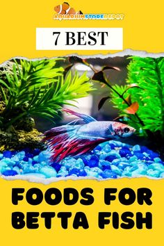 betta fish foods What To Watch, Cool Tanks, Food Products, Betta Fish, Types Of Food