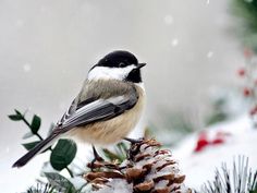 a black and white bird sitting on top of a pine cone with snow falling down