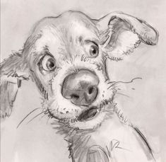 a pencil drawing of a dog's face with one eye open and the other half closed