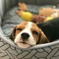 a dog laying in a bed with its head resting on it's side, next to a baby