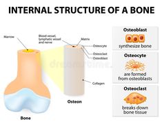 the structure of a bone with labeled parts and description on white background royalty illustration stock illustration