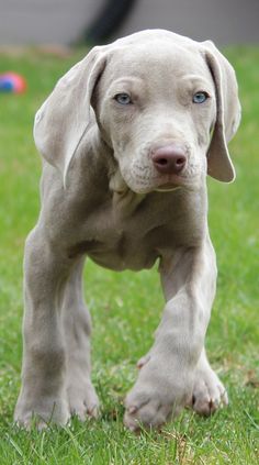 a gray dog standing on top of a lush green field