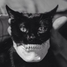 a black and white photo of a cat with a fake teeth on it's face