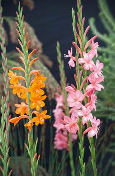 the flowers are blooming in the garden with green stems and pink ones on each side