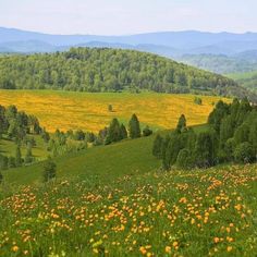 a field full of flowers and trees with mountains in the backgroung area