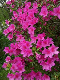 pink flowers are blooming in the garden