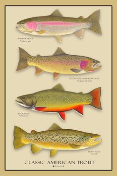 four different types of fish are shown in this image, one is brown and the other is