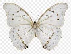 a white butterfly with yellow spots on it's wings, against a transparent background