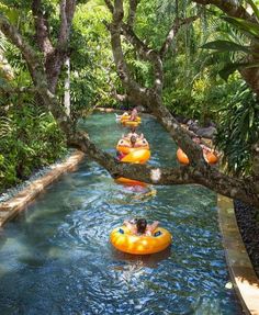 several people are tubling down a river in an area with lots of trees and water