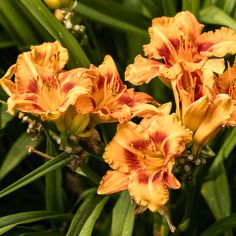 three orange flowers with green leaves in the background