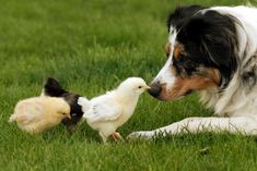 a dog is playing with two chickens in the grass