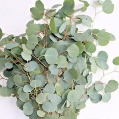 a bunch of green leaves on a white background