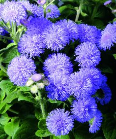 purple flowers with green leaves in the background