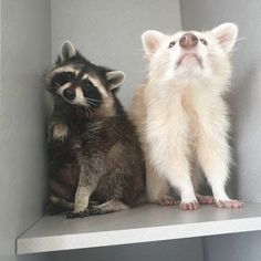 two baby raccoons sitting next to each other on top of a white shelf